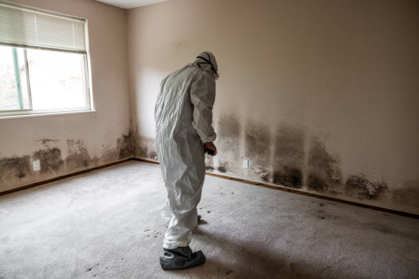 Best Residential Mold Remediation in Parkville, MO